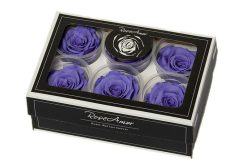 conserven violet rozen