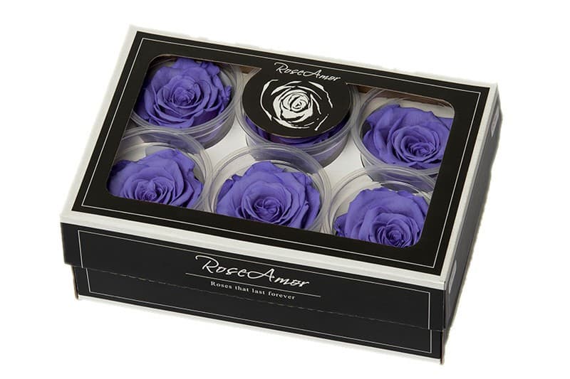 Geconserveerde rozen koppen violet kleur