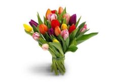 Moederdag tulpen