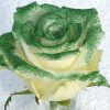 glitter groene roos