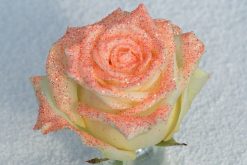 glitter oranje roos
