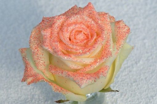 glitter oranje roos