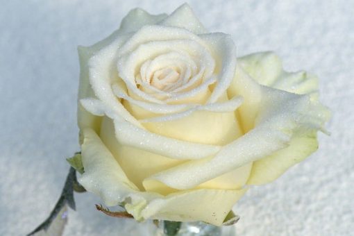 glitter witte roos