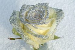 zilver kleurige glitter roos