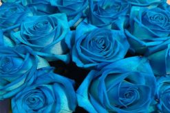 Licht blauwe rozen