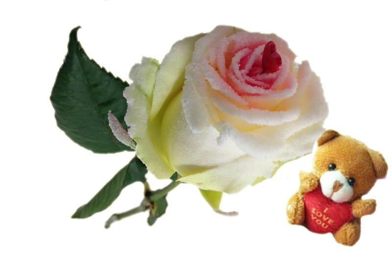 Liefde roos met hartje en beertje