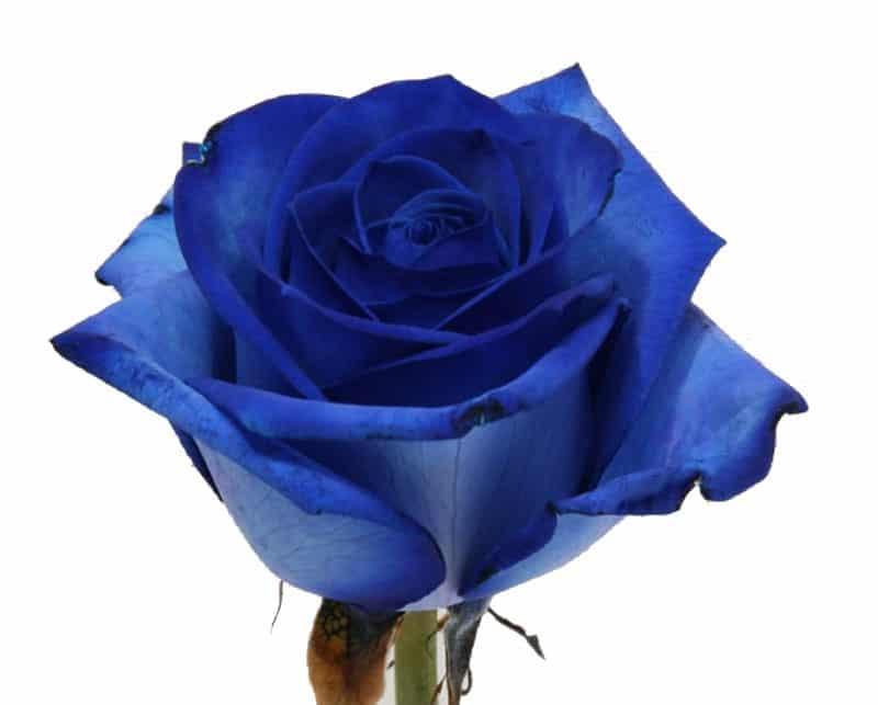 1 blauwe roos per stuk verpakt