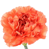 Anjers oranje