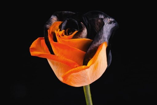 zwart oranje halloween rozen
