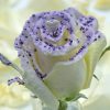 pearl violet liefde roos