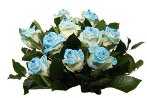 geboorte blauwe liefde rozen