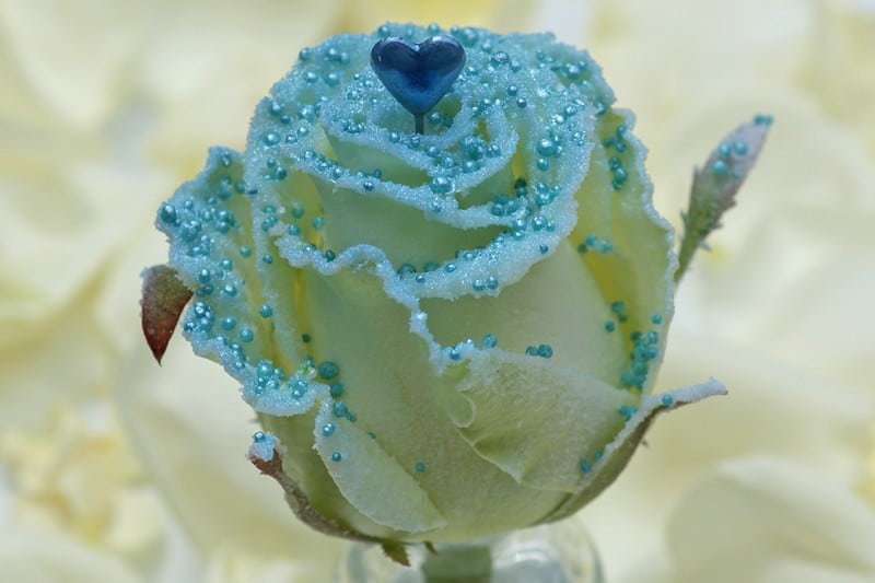 parel blauwe liefde roos