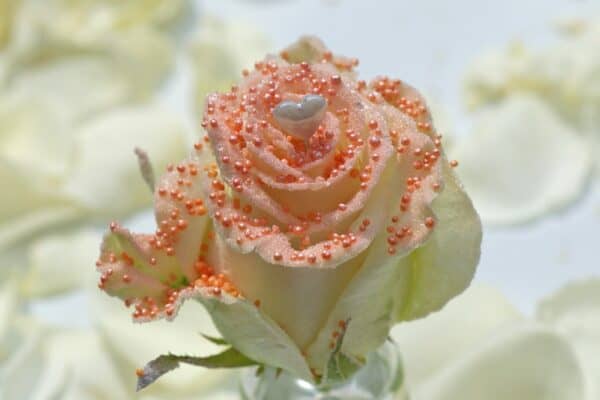 Parel liefde oranje roos