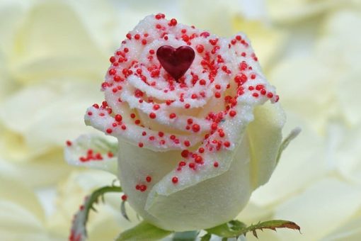 Parel liefde rode roos