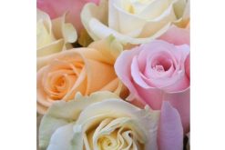 pastel rozen