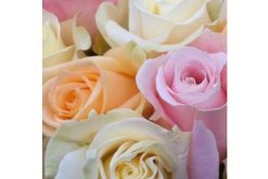 Avalanche pastel mix rozen Moederdag