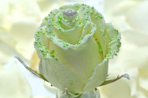 Groene parel liefde roos