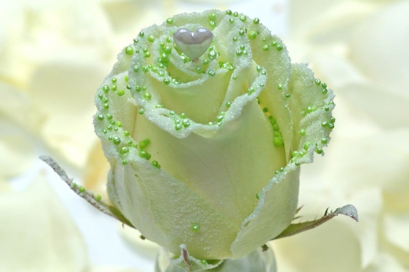 pearl love roos groen