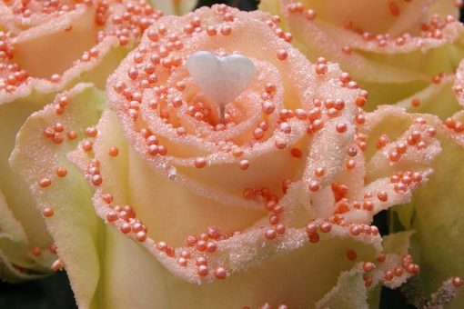 Oranje parel liefde rozen