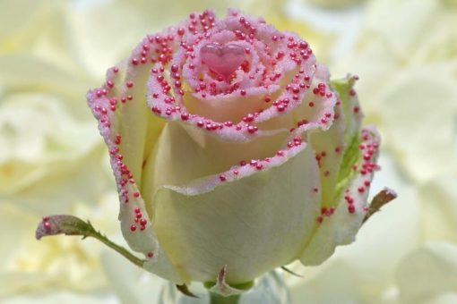 Pink pearl love