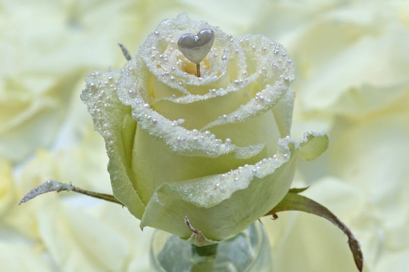 Parel witte liefde roos