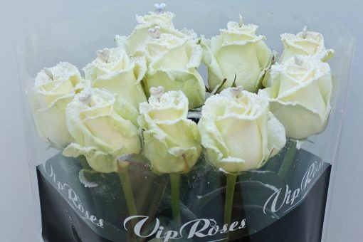 Pearl love white roses