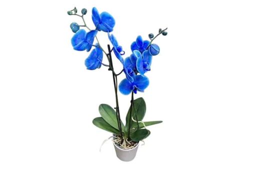 phalaenopsis blauw orchidee