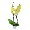 Phalaenopsis geel plant