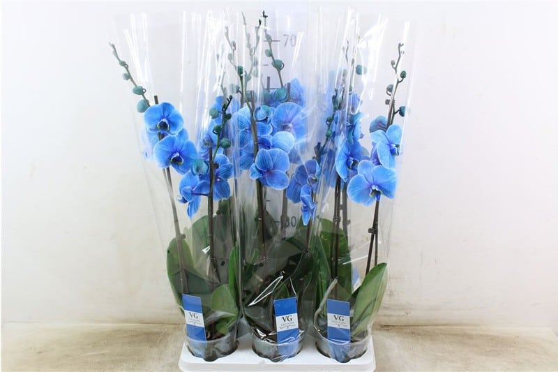 Blauwe phalaenopsis planten