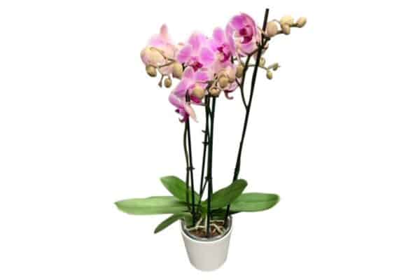 Phalaenopsis plant roze in pot