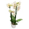 Phalaenopsis plant wit in pot