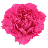 Anjers pink
