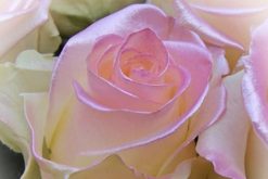 satin roze roos