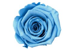Preserved conserven roos licht blauw