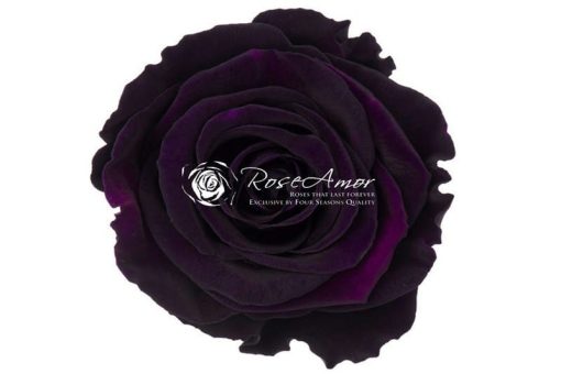 Preserved rozen paars