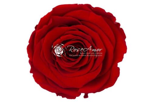 Rode rozen kop conserven