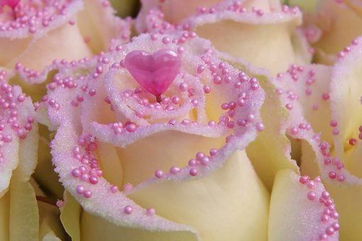 roze liefde roos