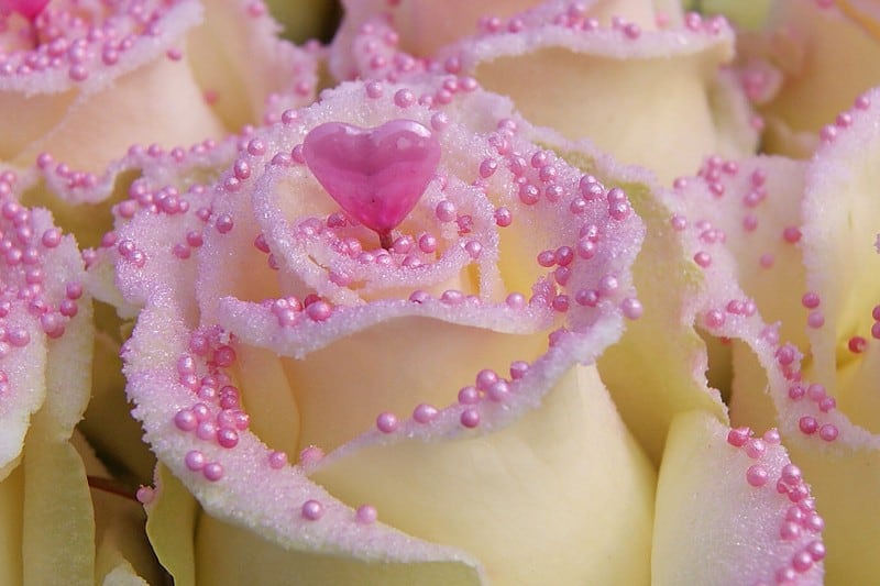 pearl love roze roos met hartje