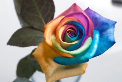 regenboogroos