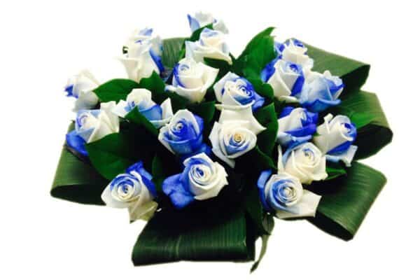 Rainbow blauw witte rozen