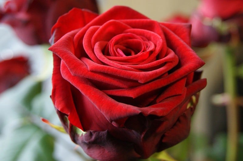 red Naomi rode roos valentijnsdag