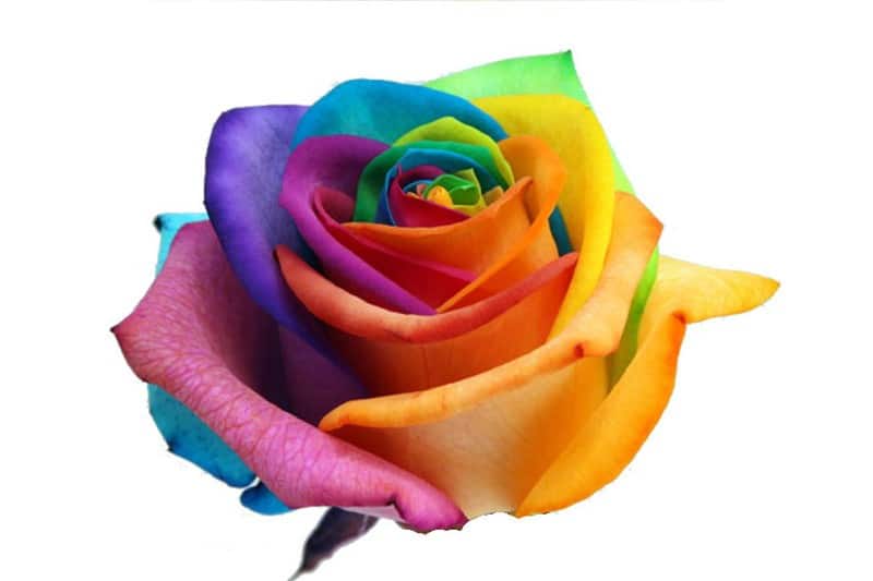 1 regenboog roos per stuk verpakt