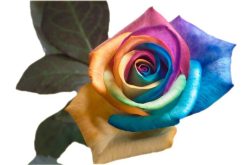 regenboog roos
