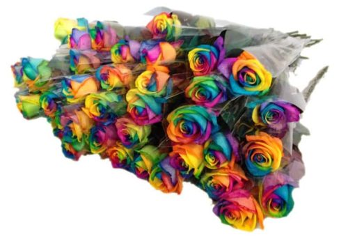 100 regenboog rozen