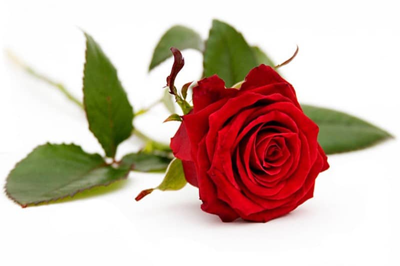 Valentijn rode roos