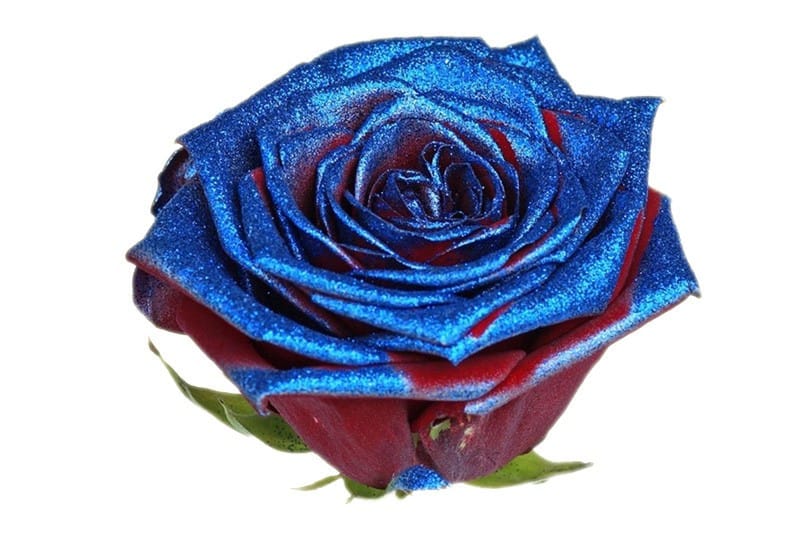 Rode rozen met blauwkleurige glitters