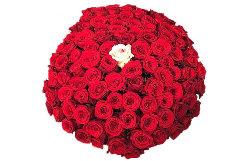 rek Elementair plug 50 rode rozen Verjaardag - Abraham - Sara - Jubileum