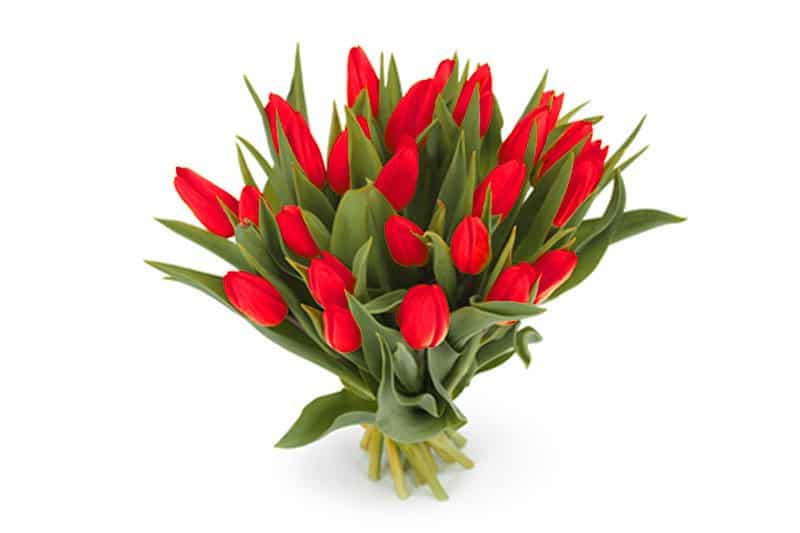 25 rode valentijn tulpen boeket