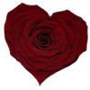Donker rode roos in hartvorm