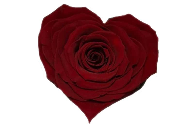 Donker rode roos in hartvorm